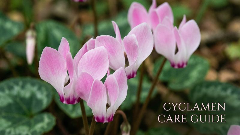 爱情岛仙客来养护视频