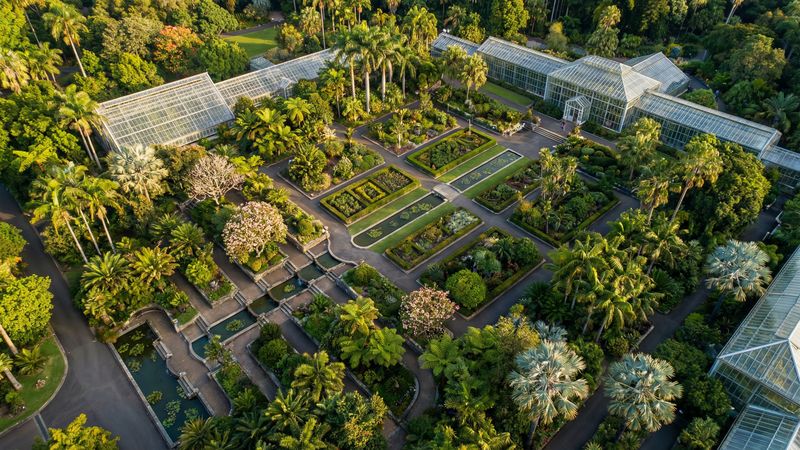 爱情岛仙客来病虫害视频